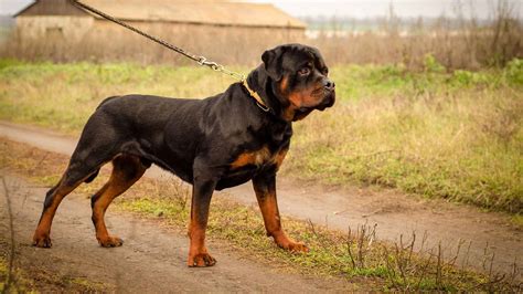 7 Most Robust & Strong Dog Breeds You Can Rely On