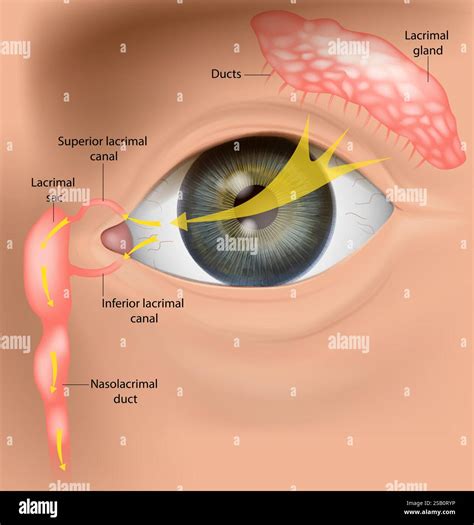 Human Tear Drainage System Anatomy. Lacrimal Apparatus and Tear Flow ...