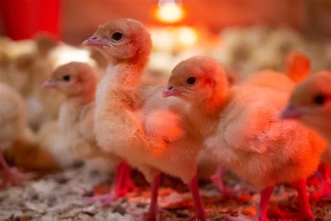 Temperature Chart and Guide for Baby Chicks - Daily Chickens