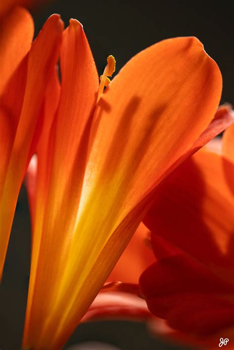 Vibrant Orange Flower with Yellow Stamens