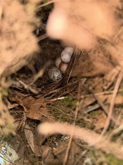 Different egg in Carolina wren nest : r/Ornithology