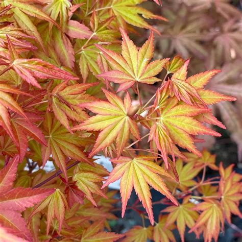 Japanese Maple Leaves Acer Palmatum Japanese Maple Tree