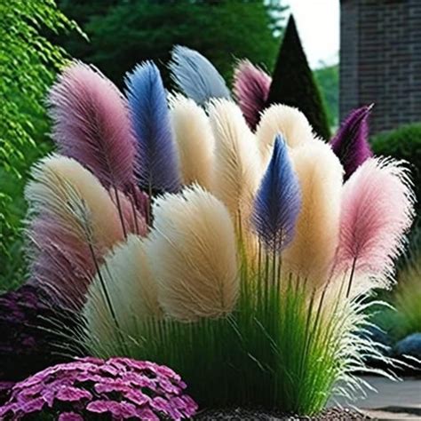 300+ Rare Pampas Mix Color Grass Seeds - Cortaderia selloana for Unique ...