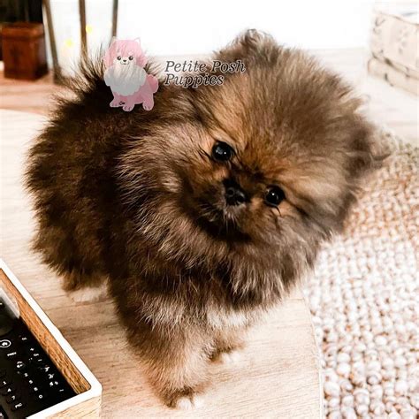 Wolf Sabel Pomeriaan Puppy's