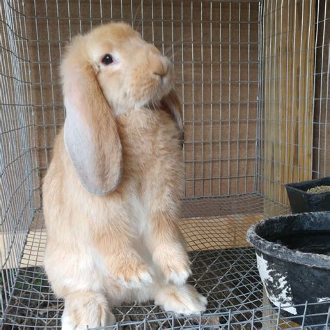 French Lop Rabbit: Facts, Temperament, and Care, with Pictures
