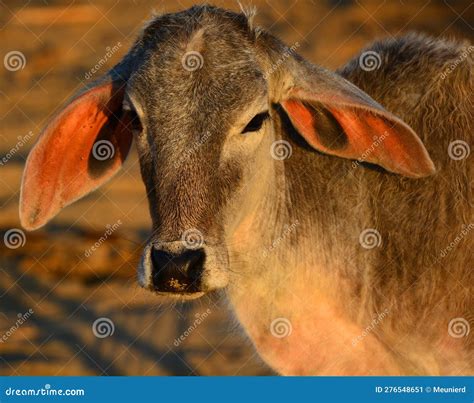 The Brahman Breed (also Known As Brahma) Stock Image - Image of ...