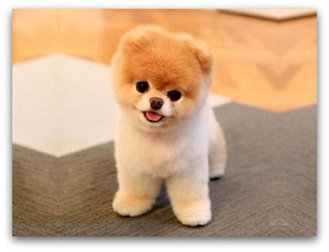 Top 10 Cutest Dog Breeds | Cute dogs breeds, World cutest dog, Cute dogs