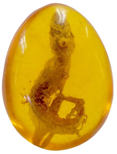 Fossils In Amber Facts at Otto Dietrich blog