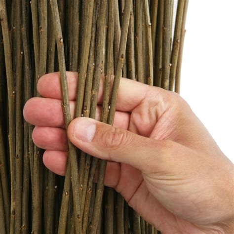 What type of willow is used in basket weaving?