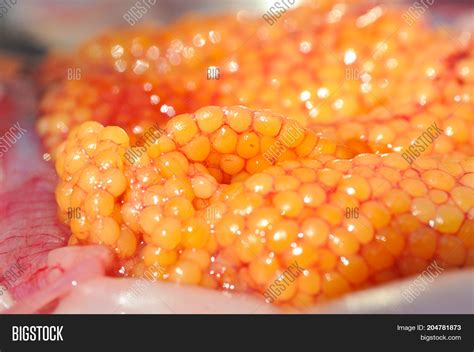 Fresh Caviar Fish Eggs Image & Photo (Free Trial) | Bigstock
