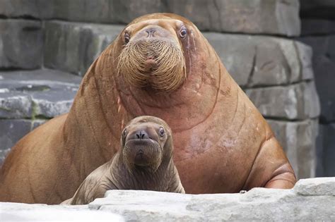 Discover the Top 12 Animals with the Longest Gestation Periods - A-Z ...