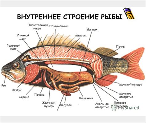 найдите желудок,кишечник,печень у рыбы пожалуйста помогите плиз ...