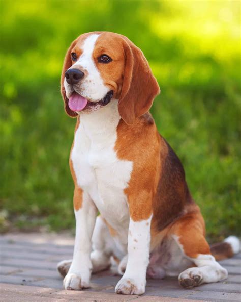 26 Beagle Colors and Markings (With Pictures)