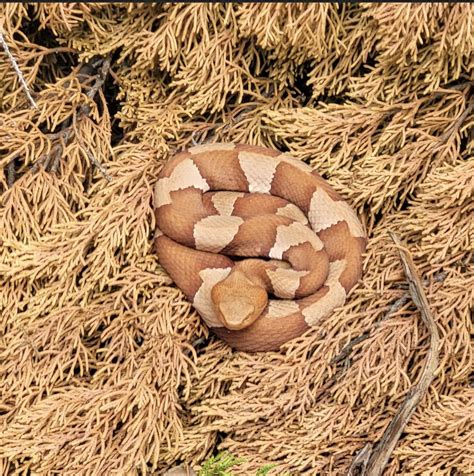 Copperhead Snake Nest