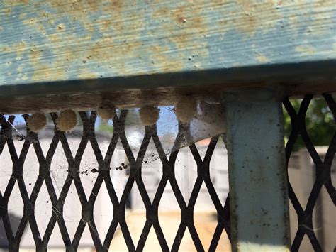 Black widow with 5 egg sacks (oc, ca) : spiders