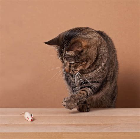 Why Your Cat Is Bringing Mice Inside? Reasons Explained! - Pest Pointers