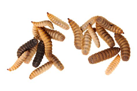 House Fly Maggots
