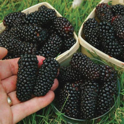 100 Seeds - GIANT THORNLESS BLACKBERRY - Very Tasty Fruits, Easy to ...