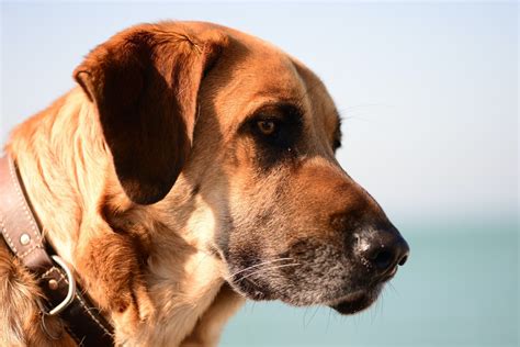 Are Dogs Stronger Than Humans? - Born For Pets
