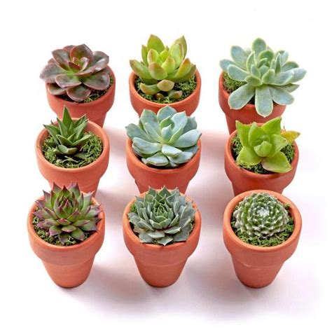 Pots For Succulents Plants at Charlotte Rippey blog