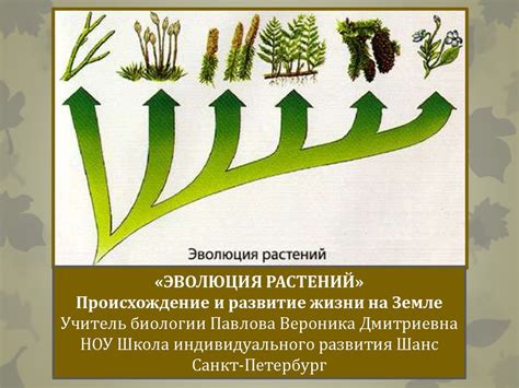Эволюция растений - презентация онлайн