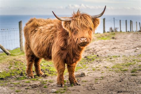 The Heilan Coo: Scotland's Furry, Four-Legged Ambassadors