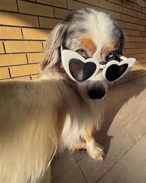 Doggo with style 🐶