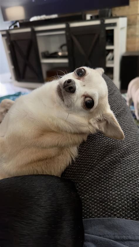 Yes dad? : r/Chihuahua