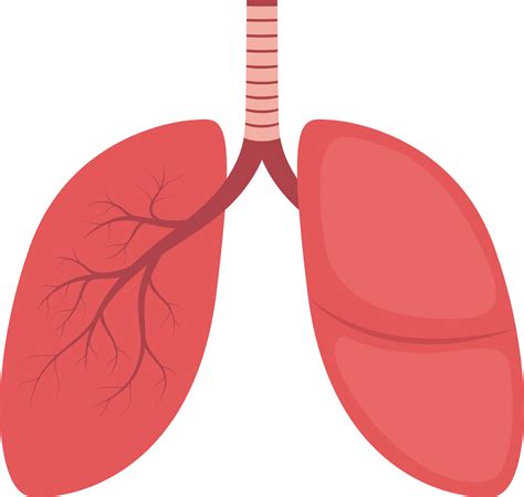 Lung clipart design illustration 9380365 PNG