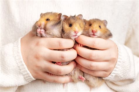 Top 10 Low-Maintenance Pets — Easiest Pets to Take Care Of