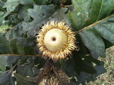 Bur Oak acorn | Acorn and oak, Oak leaves, Acorn