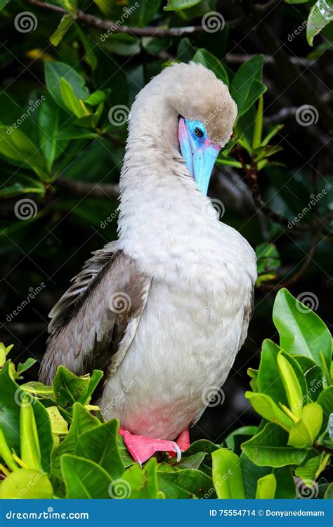 Red-footed Booby (Sula Sula) Preening Feathers Stock Photo - Image of grooming, ecuador: 75554714