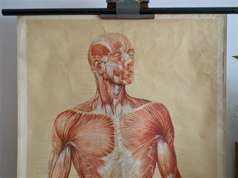 Vintage MUSCLES Front School CHART 60s Original Educational Chart Dr Te Neues - Etsy Australia