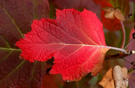 Plants With Oak Leaf Shaped Leaves at James Mcclintock blog