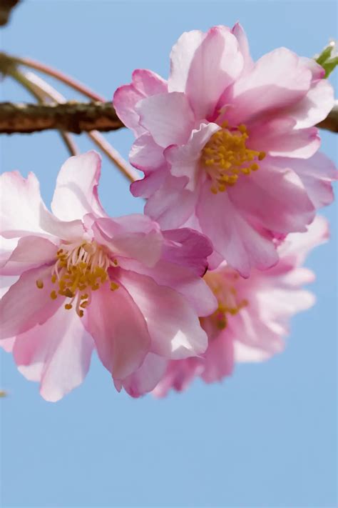 29 Stunning Pink Flowering Trees to Transform Your Garden