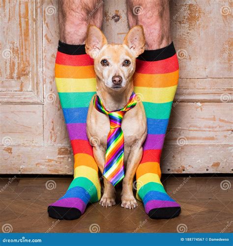 Gay Dog with Owner and Rainbow Socks Stock Image - Image of equality ...