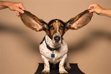Stinky Dog Ears: Why Your Dog's Ears Smell? - Pets & Mindful Animal Owners