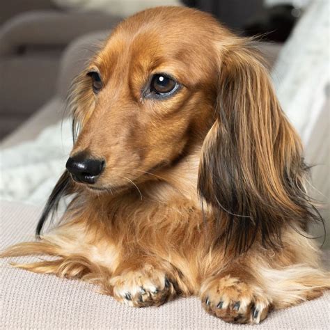 Long Haired Dachshund Dog Sitting on Couch