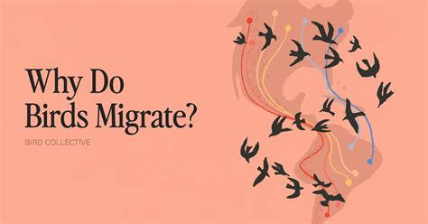 Why Do Birds Migrate? A Helpful Guide | Bird Collective