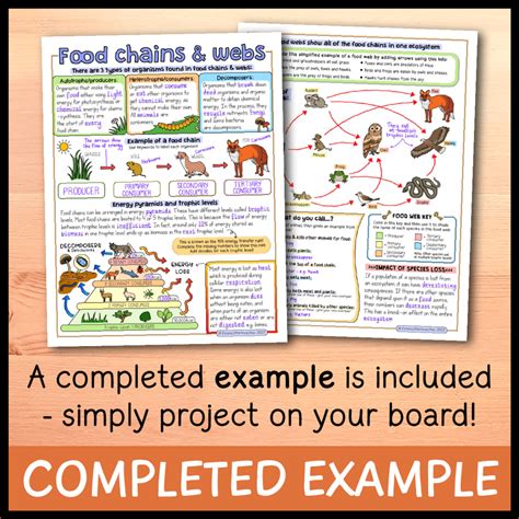 Food Chains and Webs Doodle Notes - Emmatheteachie