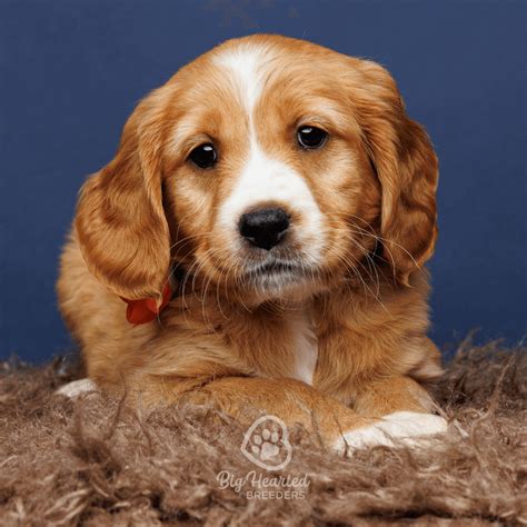 What are Golden Minis/ Mini Golden Retrievers?
