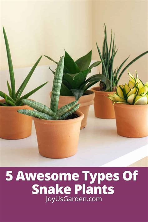 Types Of Snake Plants: 5 Awesome Sansevierias + Key Care Tips
