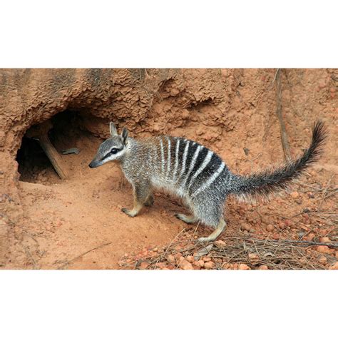 Сумчатые муравьеды (Myrmecobius) | LifeCatalog