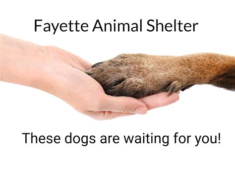 These friendly dogs are ready for you at the Fayette Animal Shelter ...