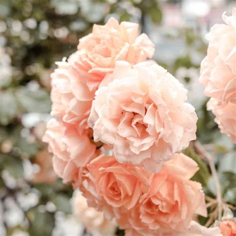 How To Fix Yellowing Rose Leaves: Causes and Cures - Windswept Flower Farm