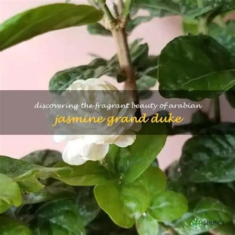 Jasmine Delatori Porn Videos