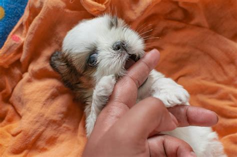 Maximizing Shih-Tzu Lifespan: Essential Care Tips
