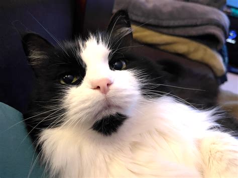 Fat Sandy Cheeks Hibernation