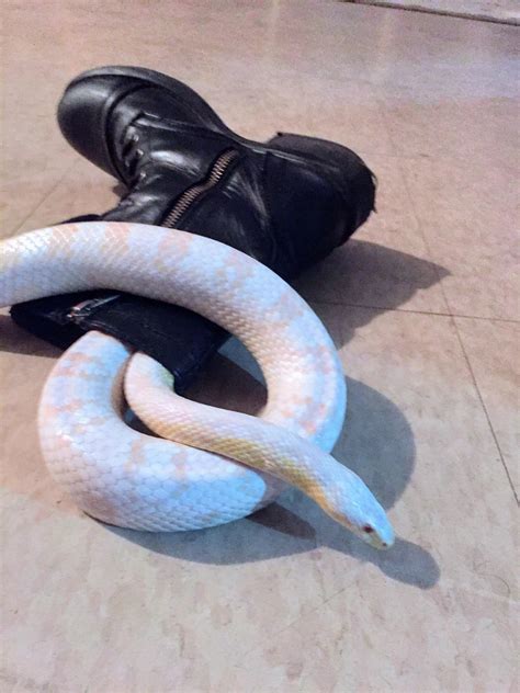 Theres a snake in my boot!! : r/snakes