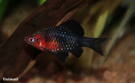 Black Ruby Barb photo